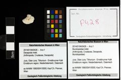 Foto (Objekt + Etiketten) von Mundopsidae indet. 